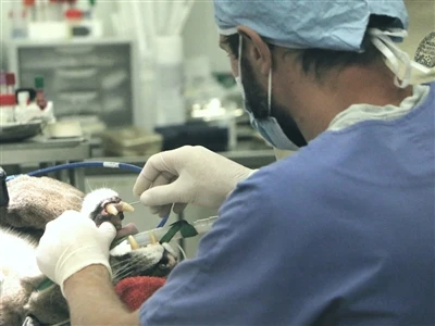 Μια λεπτομερής ανάλυση της ακριβούς διαδικασίας κατασκευής της βελόνας μεταφο...